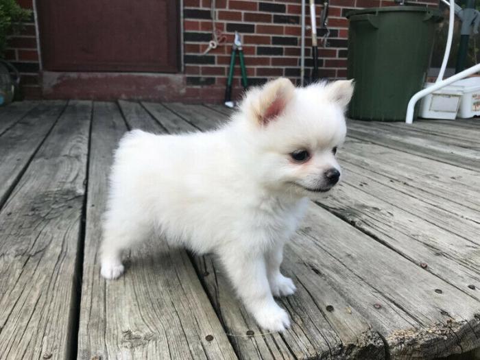 Perrito de raza pomerania perro registrado en venta