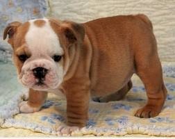 Perrito de raza bulldog ingles de 2 meses en venta