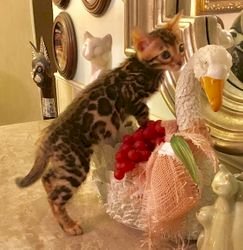 Gatitos Bengala Leopardo bebe y adulto a la venta en criadero