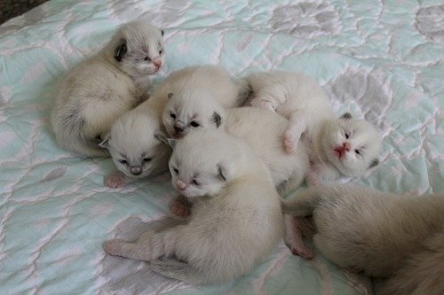 Gatos bebes Ragdoll blanco en venta a buen precio