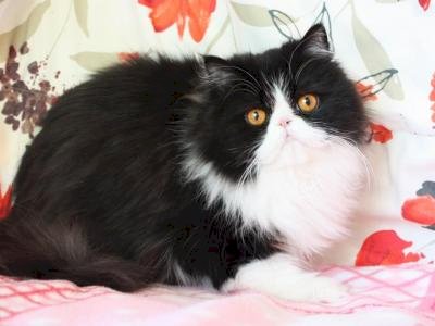 Gato persa hembra blanco y negro al mejor precio de venta