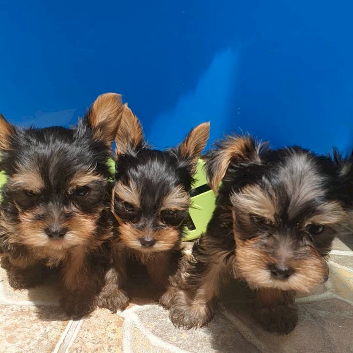 Cachorros yorkshire terrier mini toy hembra en adopcion gratis