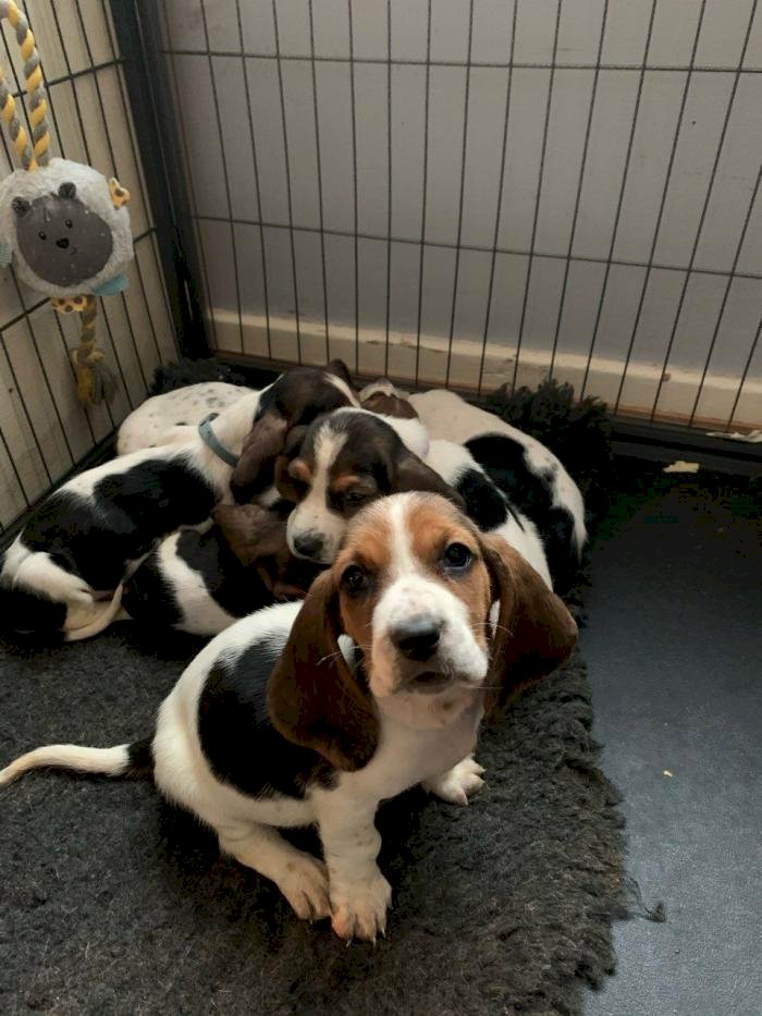 Cachorros raza basset hound mini en venta a precio economico