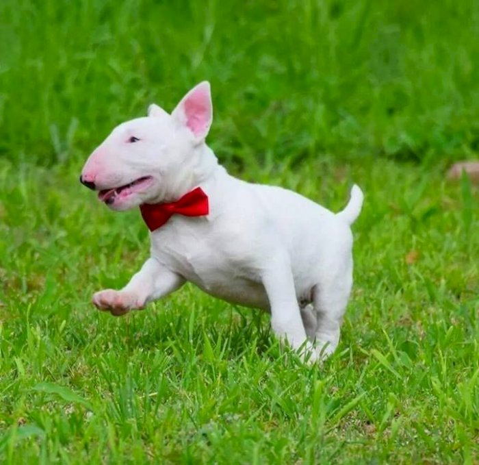 Cachorro bull terrier blanco macho de 2 meses en venta
