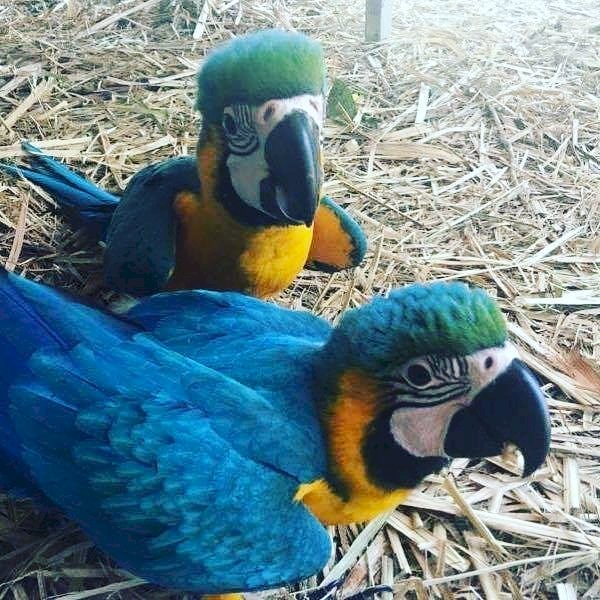 Guacamayo azul bebe macho y hembra al mejor precio de venta