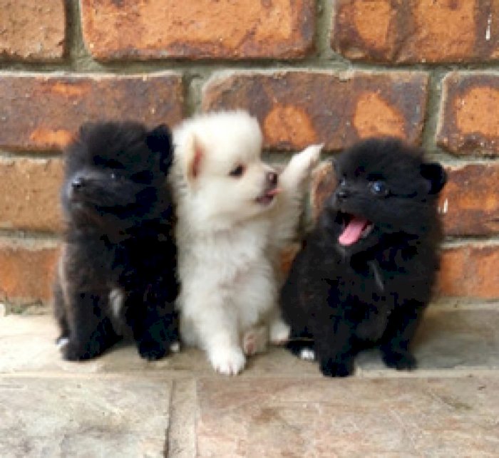 Cachorros de pomerania blanco y negro en venta